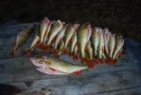 Meskeriakablys avataras